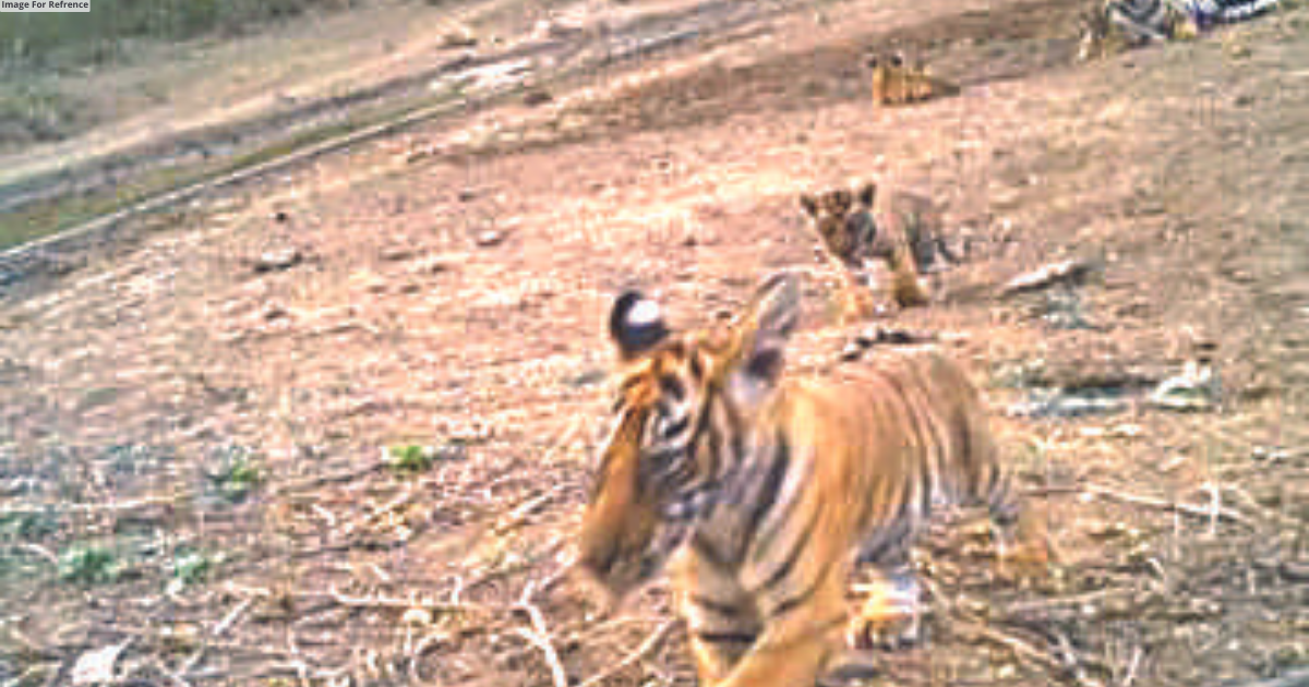 Another tigress sighted with 4 cubs in Sariska